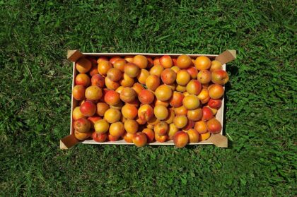 abricots frais