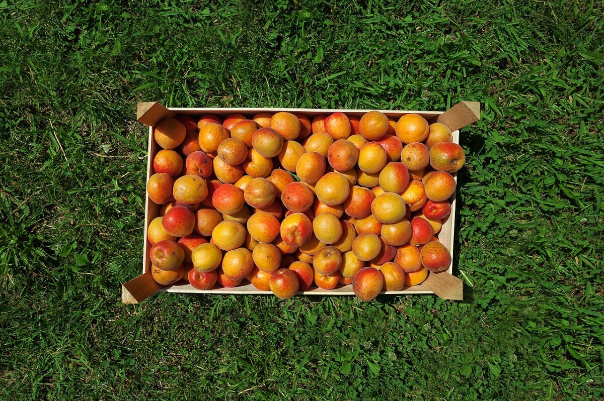 abricots frais